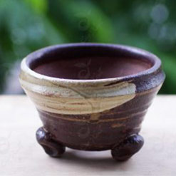 Cửa Hàng Cây Cảnh